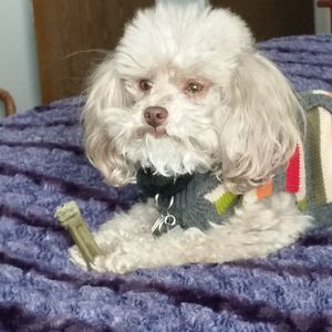 Meet your Posher, Laurie